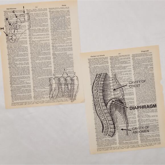 Anatomy Dictionary Prints 2, Colorful Anatomy Prints, Book Page Prints - Picture 6 of 6
